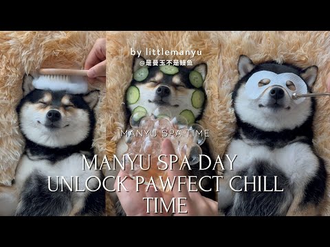 【ASMR】MANYU SPA DAY! | Unlock Pawfect Chill Time
