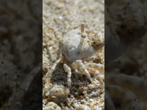 kenapa kepiting kecil bikin banyak buletan di pantai?