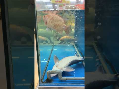 Cá biết bay #shorts #funny