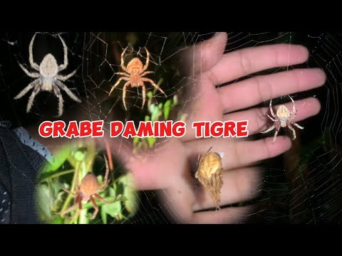 GAGAMBA HUNTING | DAMING TIGRE MGA GOOD SIZE