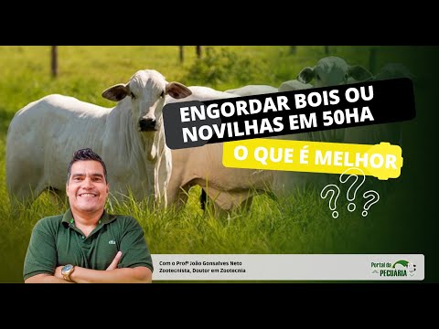 Qual é melhor? Engordar bois ou novilhas em 50 ha