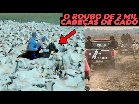 O MAIOR ROUBO DE GADO DO BRASIL - 2 MIL CABEÇAS ROUBADAS!