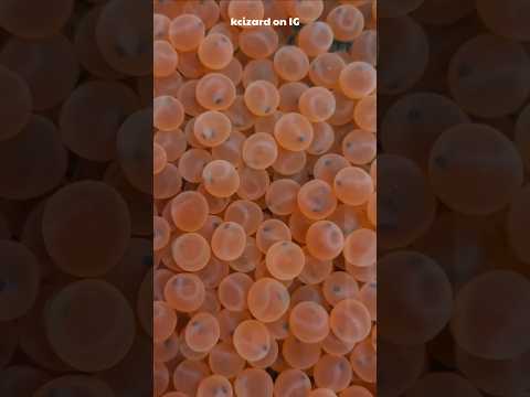 Artificial Breeding Of Salmon EXPLAINED