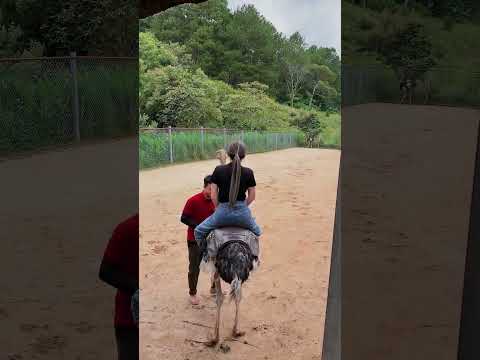 Đi Đà Lạt mà ta nói kiếp nạn nó liên tục #shorts