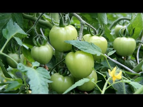 После Этой Подкормки Томаты Просто Усыпаны Плодами!