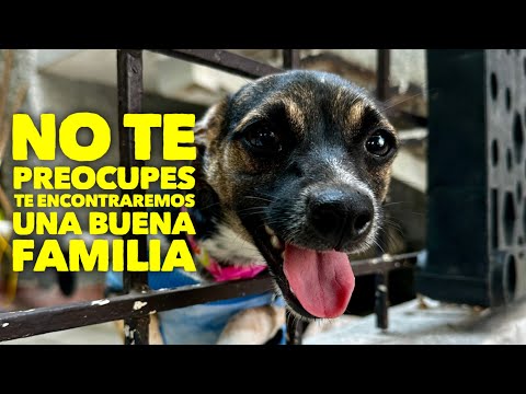 Su familia se fue .. Pero tenemos que seguir adelante.. perrita Mony