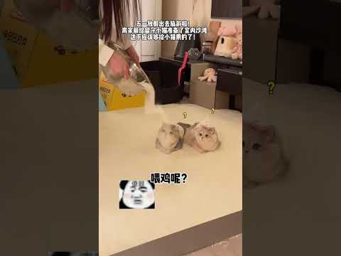 【#薄荷猫猫甜不甜】五一放假出去旅游啦!离家前给留守小猫准备了室内沙滩! 这下应该够给小猫用的了!#萌宠出道 #蓝金渐层 #薄荷猫猫