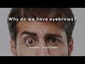 Understanding Eyebrows