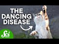 Minamata Disease and Environmental Impact