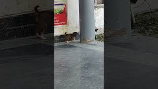 🥰🥰🥰🥰🥰🥰#doglover