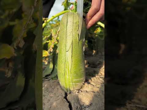 Green radish so beautiful and fresh - Farm fresh ninja fruit cutting