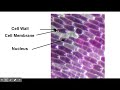 Exploring Diffusion Through Membranes