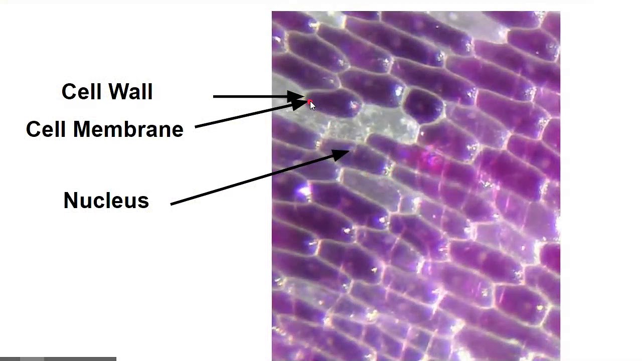 Diffusion Virtual Lab Answers: Unraveling the Mysteries of Molecular Movement