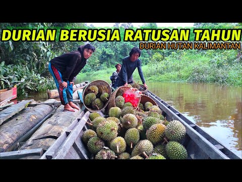 DUA HARI DIHUTAN MENCARI DURIAN BERUSIA RATUSAN TAHUN || TIDUR BERSELIMUT TERPAL SAAT HUJAN DERAS