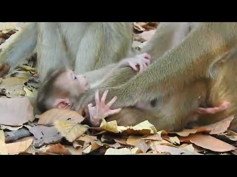 Playful Newborn Monkey Morning Exercise #babyanimals