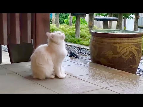 雨宿りしていた野良猫を家の中へ…