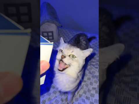 Giving the Barking Cat a PS5!