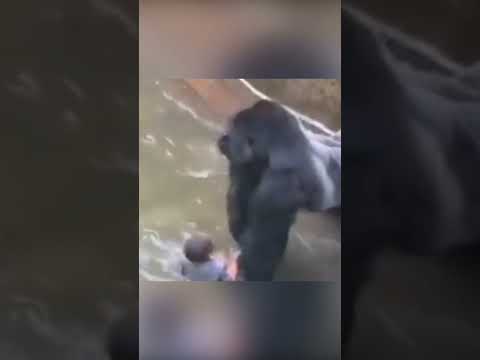 Случай в зоопарке. Мальчик в вольере с гориллой
