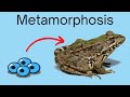 Frog Life Cycle and Metamorphosis