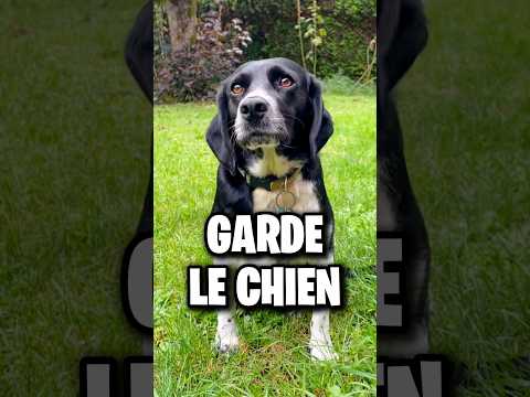 ARRIVERAS-TU À GARDER LE CHIEN ? [2]