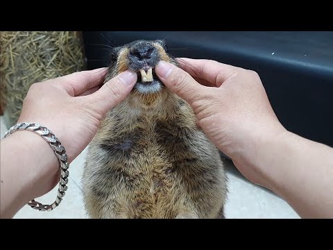 Do marmots have cavities?
