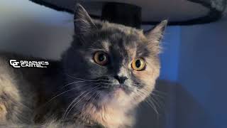 My Beerus x Persian Cat