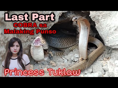 PART THREE NATAGPUAN ANG ISANG MABANGIS AT ISANG BUNTIS NA COBRA SA MALAKING PUNSO #PrincessTuklaw