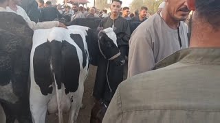  بث مباشر الان من سوق طنطا واسعار البقر الوالد 