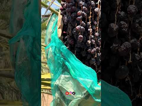 Ajwa Dates Garden in Madinah | Madina Ki Ajwa Khajoorn#shorts