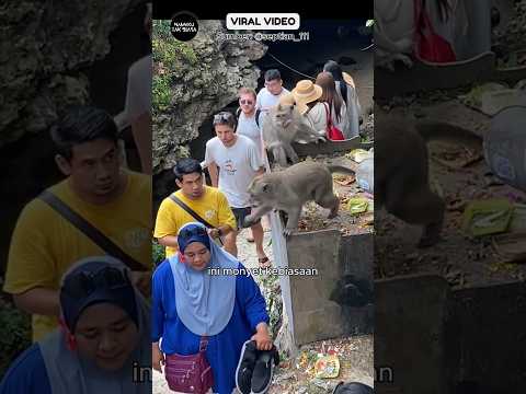 Turis Asing Gak Mau Kalah Dari Monyet Bali‼️ #reaksibule #shorts #viralvideo