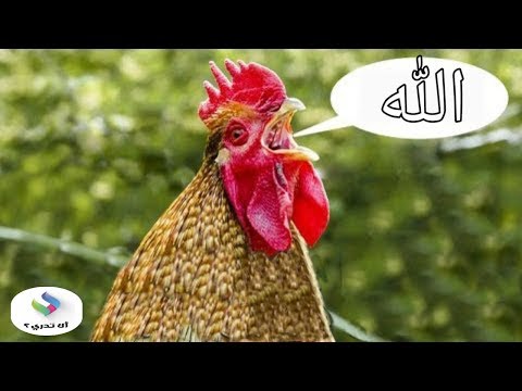 سبحان الله،7 حيوانات تتكلم مثل البشر تماماً وتذكر الله !!