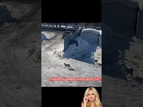 СЕРДЦЕ КРОВЬЮ ОБЛИВАЕТСЯ🤦♀️😳 #shortvideo #shorts #short #shortsvideo #dog #viral #viralvideo