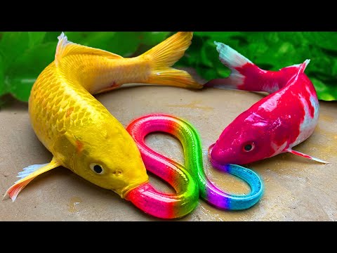 Awesome Catch Colorful Fish In Small Pond, Catfish, Guppies, Koi, 악어, 흰 뱀 / 스톱 모션