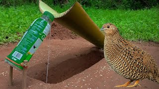 Creative DIY Quail Trap: Catch Birds With a Water Bottle and Shallow Hole