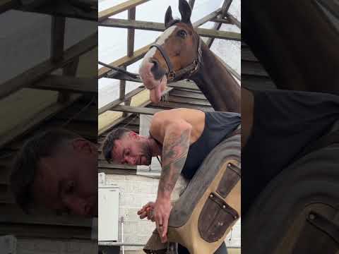 Horse likes the taste ๐
#horse #equestrian #work #equine #satisfyingvideo #explore