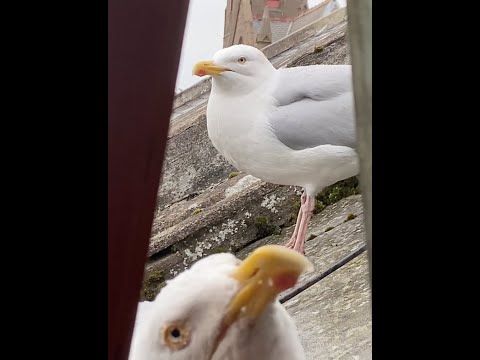 What Happens When Another Seagulls Shows Up?