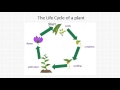 Understanding Life Cycles