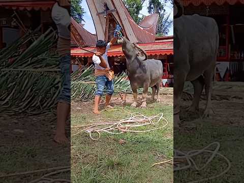 Sekali tebas langsung putus, menyembelih kerbau tidak lazim
