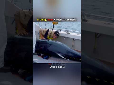 22 Lakh Rupees Tuna Fish #shorts