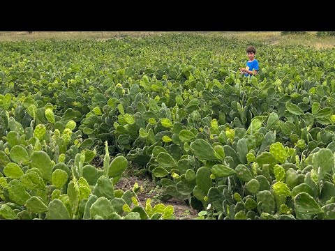 PRODUTIVIDADE DA PALMA CALIFÓRNIA