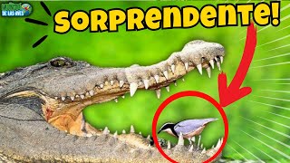 "AVE DENTISTA de COCODRILOS"!! Se mete a la boca del Cocodrilo