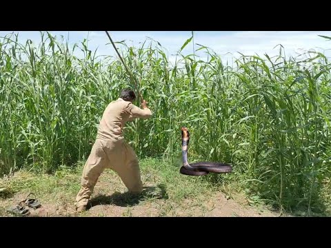 A man killed the snake and the other chased them | king Cobra tv