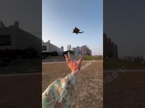 Flying with My Sugar Glider – Watch This Cutie Master the Skies! #pets #cute #animals