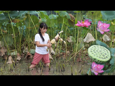 【二米炊烟】Lotus Root 蓮藕的花/葉/根莖/果實都可以做成不同的美食: 叫花雞&藕盒&桂花蜜藕...