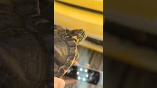 HAZ TU TORTUGA TODOTERRENO🐢🚀