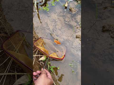 Ternyata Mudah Sekali Menemukan Dan Menangkap ikan Channa limbata di Spot ini