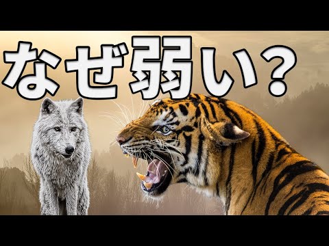 イヌ科がネコ科よりも弱い理由がこちら【解説動画】