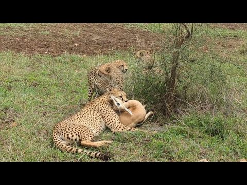 cheetah attacking the gazelle and bring down for her cubs food video