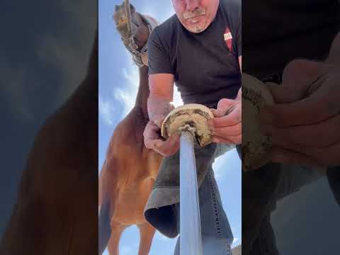 Horse Trim #asmr #farrier #satisfying #horse #asmrsounds #oddlysatisfying #equestrian #asmrvideo