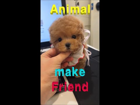 [animals] I made Maltipoo a Pomeranian friend.But…... #puppy #dog #cutedog